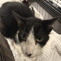 Shelter Stray Female Cat last seen , West Valley Animal Shelter, 20655 Plummer St, Chatsworth, CA 91311, USA
