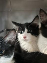 Shelter Stray Male Cat last seen , West Valley Animal Shelter, 20655 Plummer St, Chatsworth, CA 91311, USA