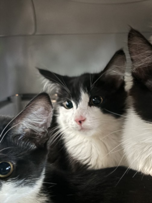 Shelter Stray Male Cat last seen , West Valley Animal Shelter, 20655 Plummer St, Chatsworth, CA 91311, USA