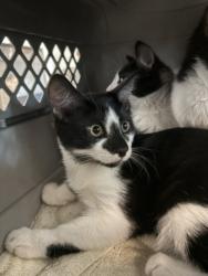 Shelter Stray Male Cat last seen , West Valley Animal Shelter, 20655 Plummer St, Chatsworth, CA 91311, USA