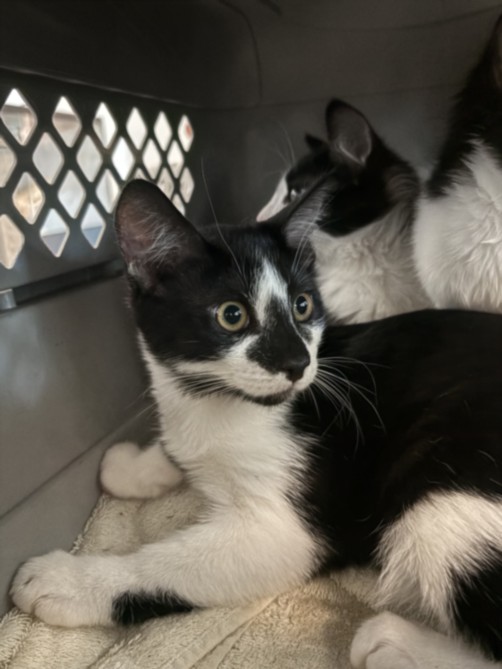 Shelter Stray Male Cat last seen , West Valley Animal Shelter, 20655 Plummer St, Chatsworth, CA 91311, USA