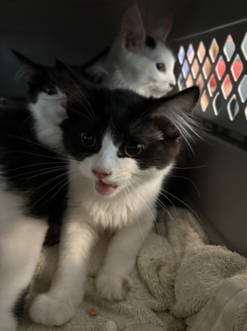 Shelter Stray Female Cat last seen , West Valley Animal Shelter, 20655 Plummer St, Chatsworth, CA 91311, USA
