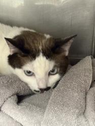 Shelter Stray Female Cat last seen , West Valley Animal Shelter, 20655 Plummer St, Chatsworth, CA 91311, USA