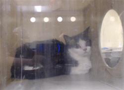 Shelter Stray Female Cat last seen Near BLOCK W BAYAUD AVE, DENVER CO 80223, 1241 W Bayaud Ave, Denver, CO 80223, USA