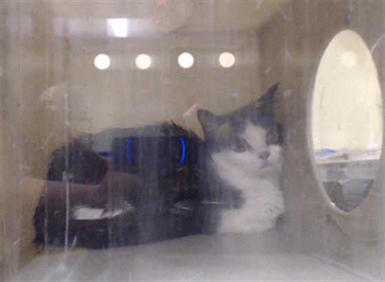 Shelter Stray Female Cat last seen Near BLOCK W BAYAUD AVE, DENVER CO 80223, 1241 W Bayaud Ave, Denver, CO 80223, USA