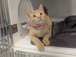 Shelter Stray Male Cat last seen , 600 Aviation Dr, Camarillo, CA 93010, USA