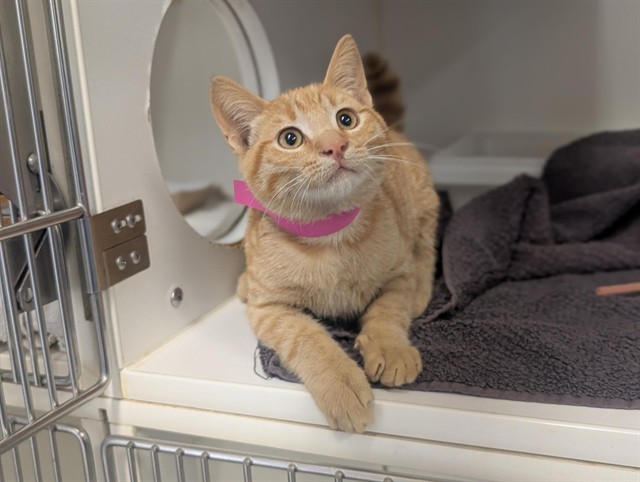 Shelter Stray Male Cat last seen , 600 Aviation Dr, Camarillo, CA 93010, USA