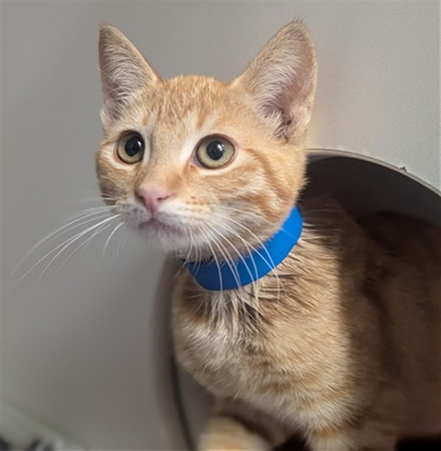 Shelter Stray Male Cat last seen , 600 Aviation Dr, Camarillo, CA 93010, USA