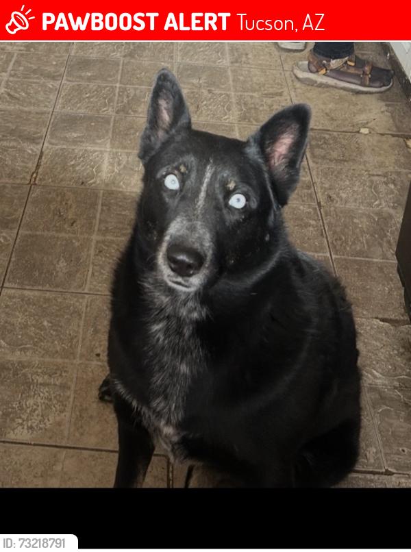 Lost Female Dog last seen Curtis Rd and Shannon, Tucson, AZ 85705