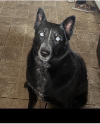 Lost Female Dog last seen Curtis Rd and Shannon, Tucson, AZ 85705