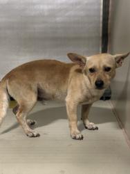 Shelter Stray Male Dog last seen Near BLOCK N INYO ST, BAKERSFIELD CA 93305, 3951 Fruitvale Ave, Bakersfield, CA 93308, USA