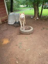 Found/Stray Male Dog last seen 7th st & Short st, Lexington, NC 27295