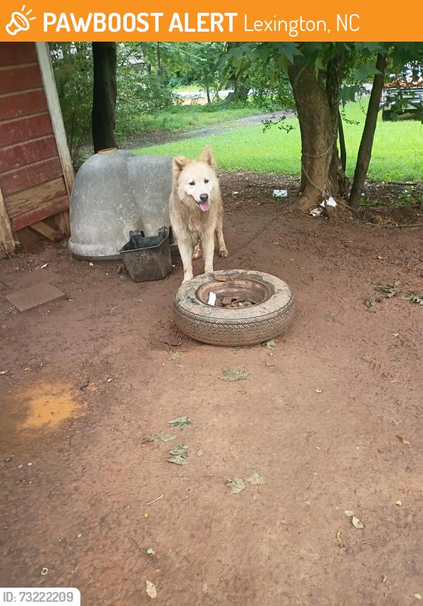 Found/Stray Male Dog last seen 7th st & Short st, Lexington, NC 27295