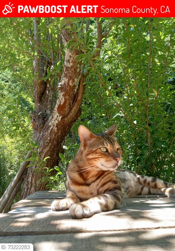 Lost Male Cat last seen Hwy 116, Sonoma County, CA 95472