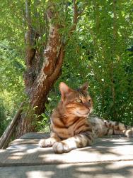 Lost Male Cat last seen Hwy 116, Sonoma County, CA 95472