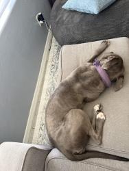Lost Female Dog last seen Parramore, Orlando, FL 32805