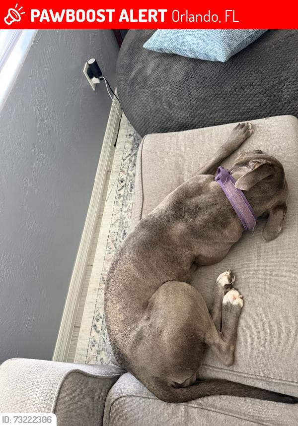 Lost Female Dog last seen Parramore, Orlando, FL 32805
