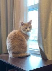 Reunited Female Cat last seen Near Glenmount Ave, Akron, OH 44301, USA, Akron, OH 44301