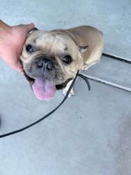 Reunited Male Dog last seen Leon and Penny Cress, French Valley, CA 92563