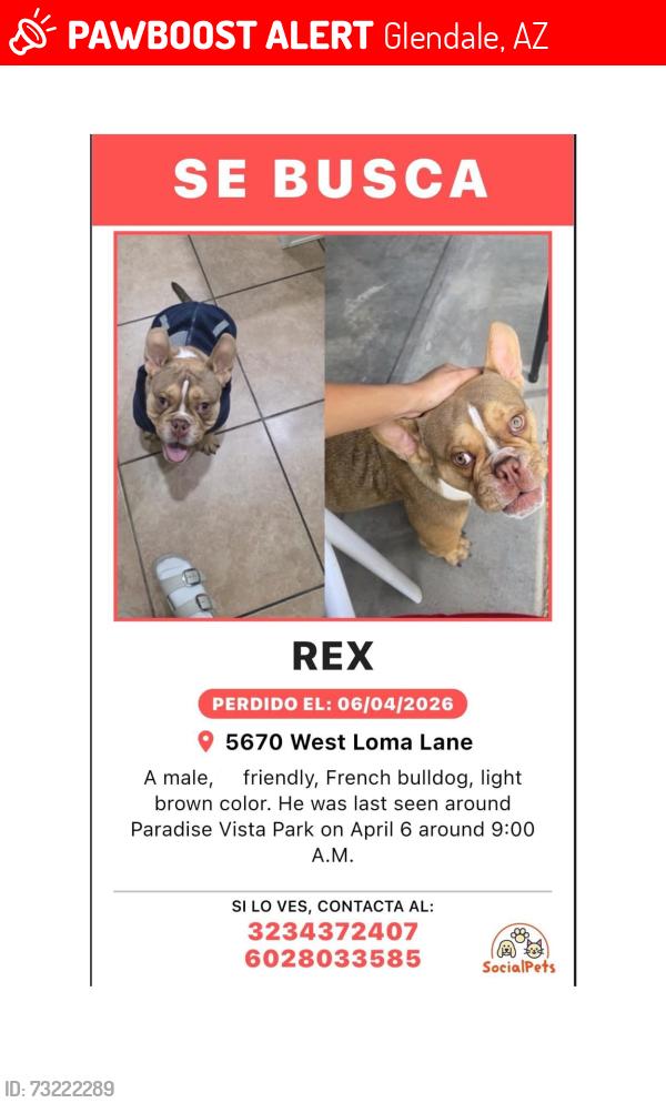 Lost Male Dog last seen Near West loma lane, Glendale, AZ 85302