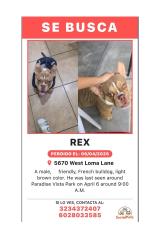 Lost Male Dog last seen Near West loma lane, Glendale, AZ 85302