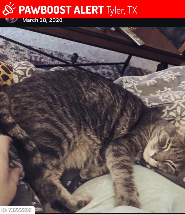 Lost Female Cat last seen Grande blvd. Hilton, Tyler, TX 75703