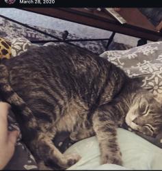 Lost Female Cat last seen Grande blvd. Hilton, Tyler, TX 75703