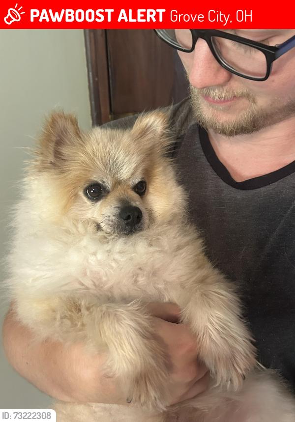 Lost Male Dog last seen Queensway Drive, Grove City, OH 43123