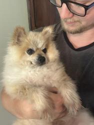Lost Male Dog last seen Queensway Drive, Grove City, OH 43123