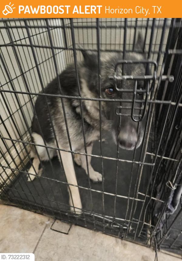 Found/Stray Female Dog last seen Covington Ridge Way, Horizon City, TX 79928