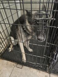 Found/Stray Female Dog last seen Covington Ridge Way, Horizon City, TX 79928