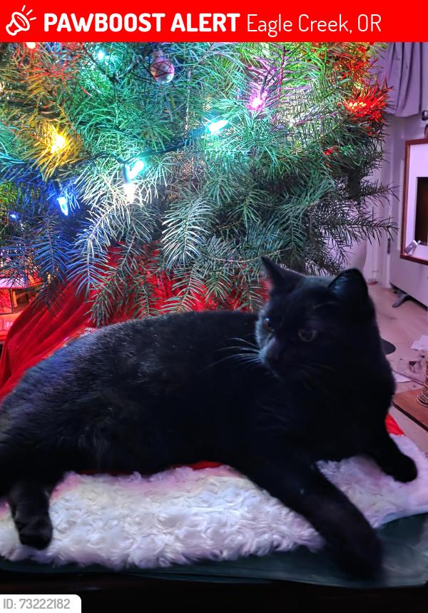 Lost Female Cat last seen Howlett Rd, Eagle Creek, OR 97022