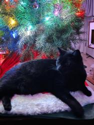 Lost Female Cat last seen Howlett Rd, Eagle Creek, OR 97022