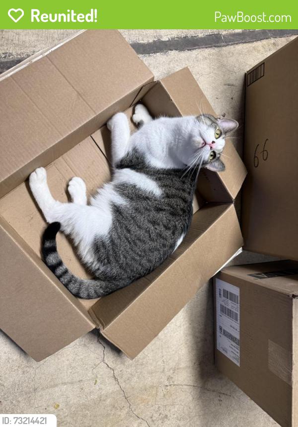 Reunited Male Cat last seen Kiefer Creek Rd, Ballwin, MO 63021