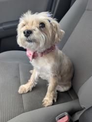 Reunited Female Dog last seen Chickasaw and Black Mesa, Orlando, FL 32829