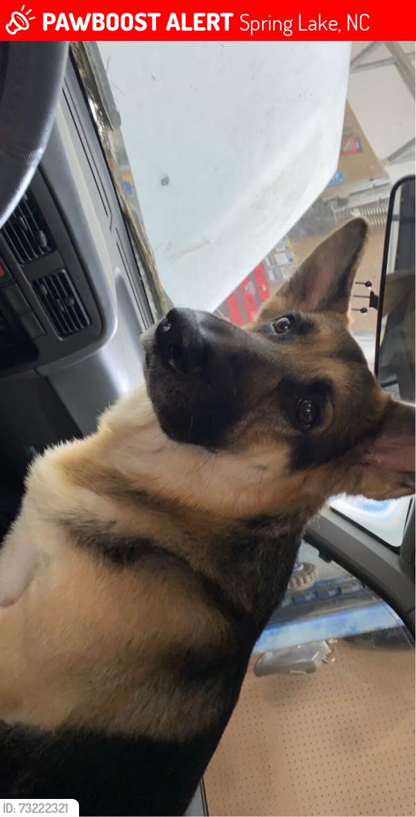 Lost Male Dog last seen Hidden Lakes subdevision near Anderson Creek Club Housing Development, Spring Lake, NC 28390