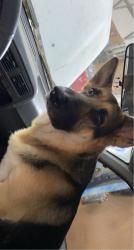 Lost Male Dog last seen Hidden Lakes subdevision near Anderson Creek Club Housing Development, Spring Lake, NC 28390