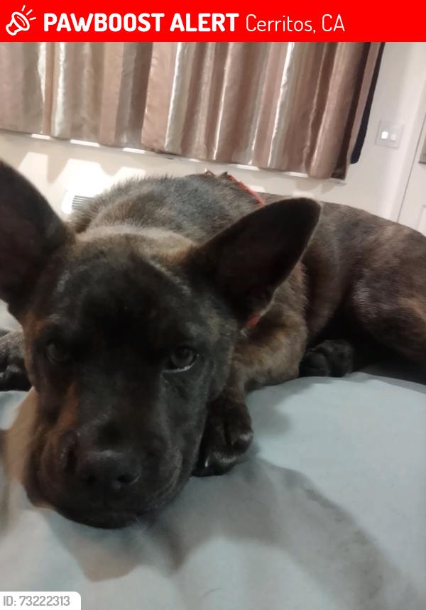 Lost Male Dog last seen Artesia and Carminta, Cerritos, CA 90703