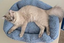 Reunited Female Cat last seen Gulfside cndmniums, Fort Walton Beach, FL 32548