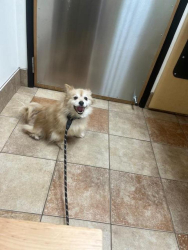Reunited Female Dog last seen Near 32nd Ave Lacey, WA, Lacey, WA 98516