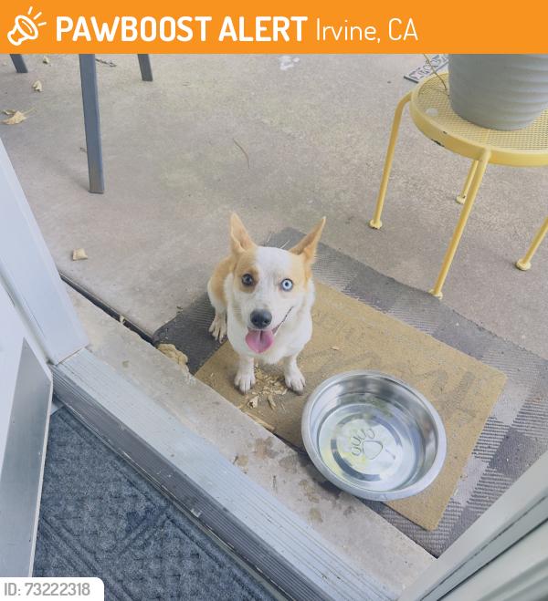 Found/Stray Female Dog last seen Northgate/Macarthur, Irvine, CA 92660