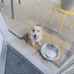 Found/Stray Female Dog last seen Northgate/Macarthur, Irvine, CA 92660