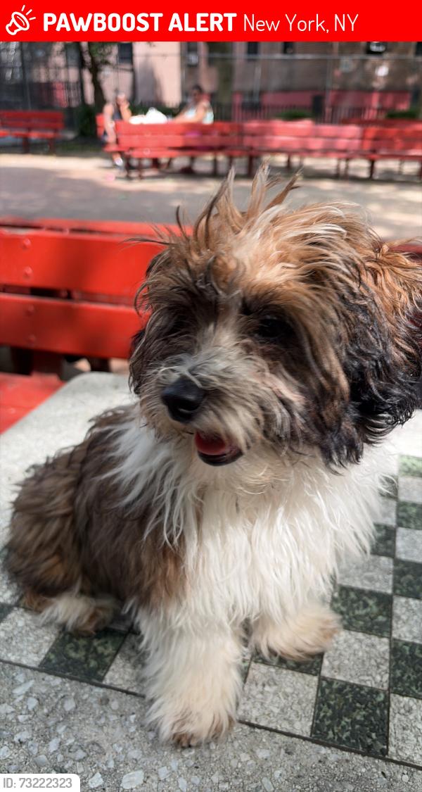 Lost Male Dog last seen broadway and amsterdam, New York, NY 10031