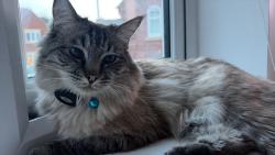Reunited Male Cat last seen In the hse, Castle Donington, England DE74 2YP