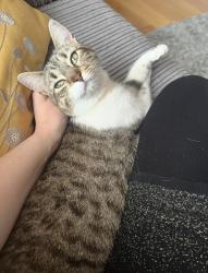 Lost Female Cat last seen “Lansdowne Crescent, Bayston Hill, Shrewsbury, Bayston Hill, England 