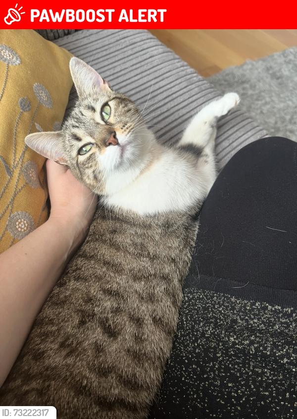 Lost Female Cat last seen “Lansdowne Crescent, Bayston Hill, Shrewsbury, Bayston Hill, England 