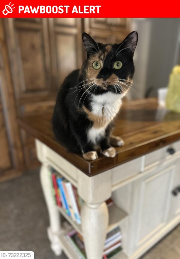 Lost Female Cat last seen Deer Brook golf course, Cleveland County, NC 28150