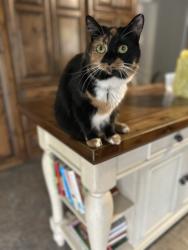 Lost Female Cat last seen Deer Brook golf course, Cleveland County, NC 28150