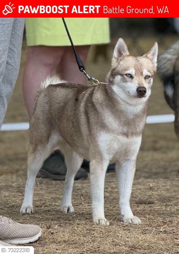 Lost Female Dog last seen 219th Street and 92nd Ave, West boundary of Battle Ground city, Battle Ground, WA 98604