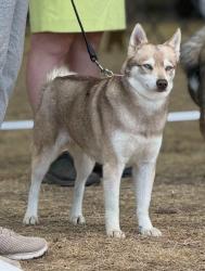 Lost Female Dog last seen 219th Street and 92nd Ave, West boundary of Battle Ground city, Battle Ground, WA 98604